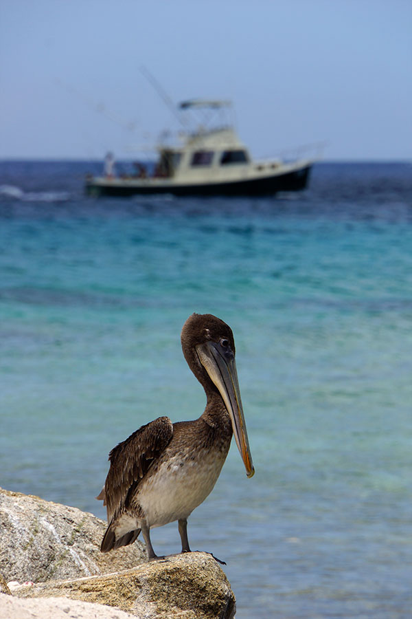 pelican-2.jpg