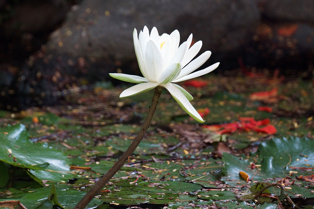 water-lily.jpg